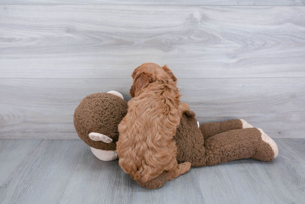 Best Mini Goldendoodle Baby