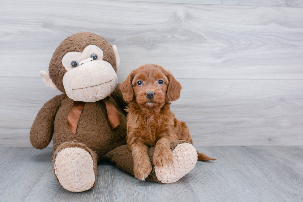 Best Mini Goldendoodle Baby