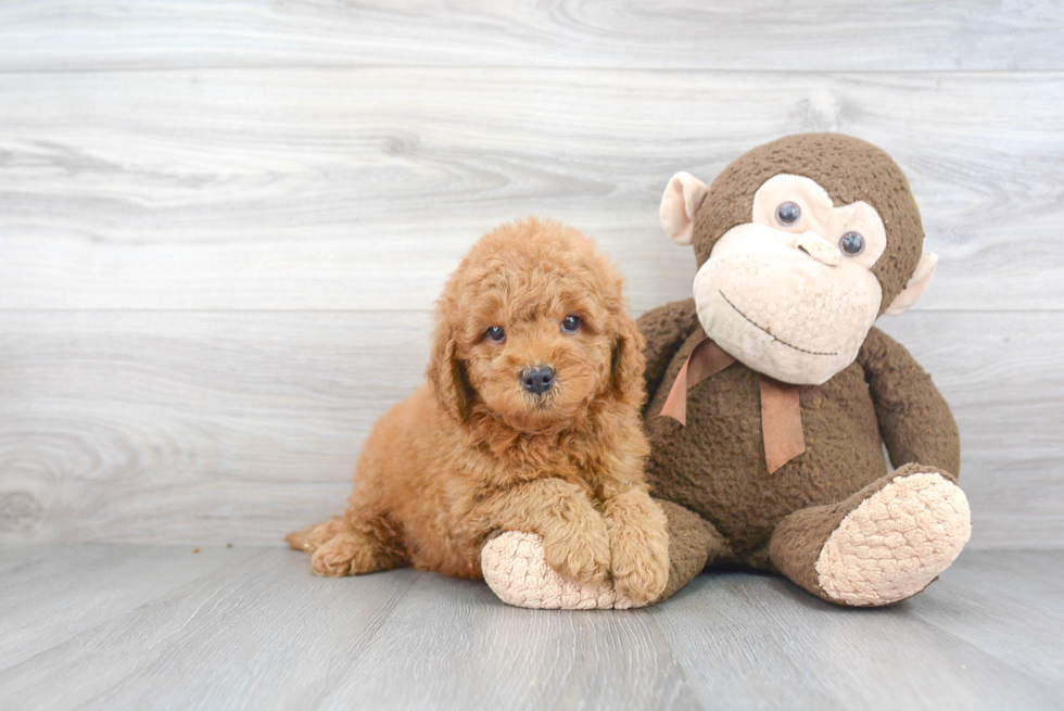 Best Mini Goldendoodle Baby