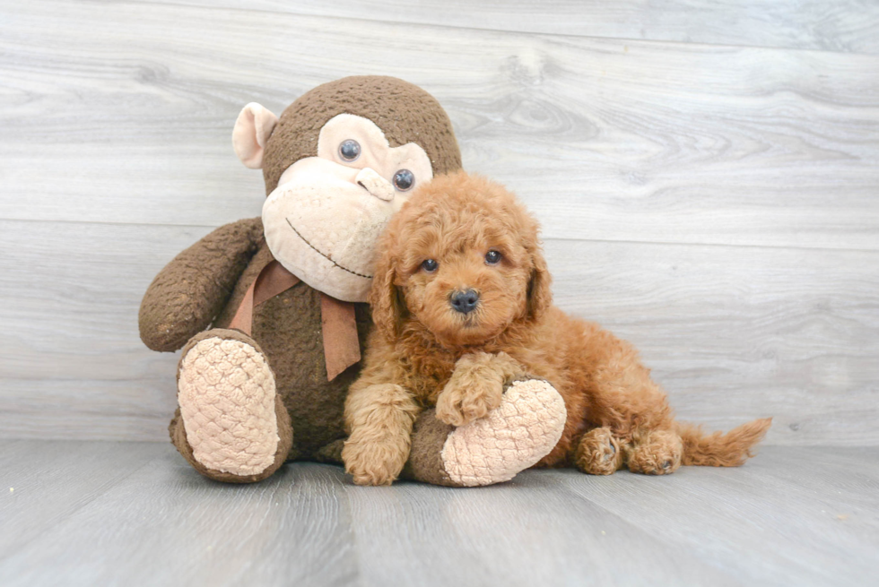 Little Golden Retriever Poodle Mix Puppy