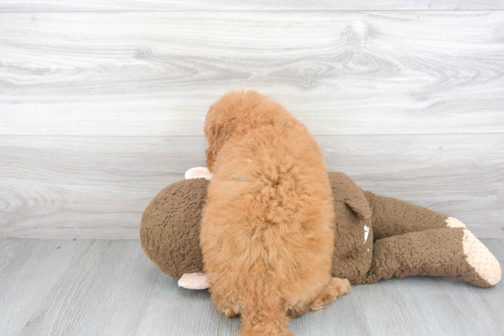 Best Mini Goldendoodle Baby