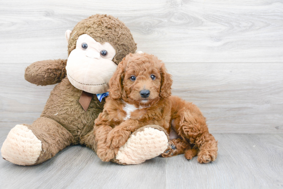 Mini Goldendoodle Pup Being Cute