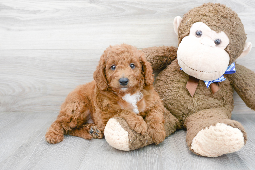 Mini Goldendoodle Puppy for Adoption