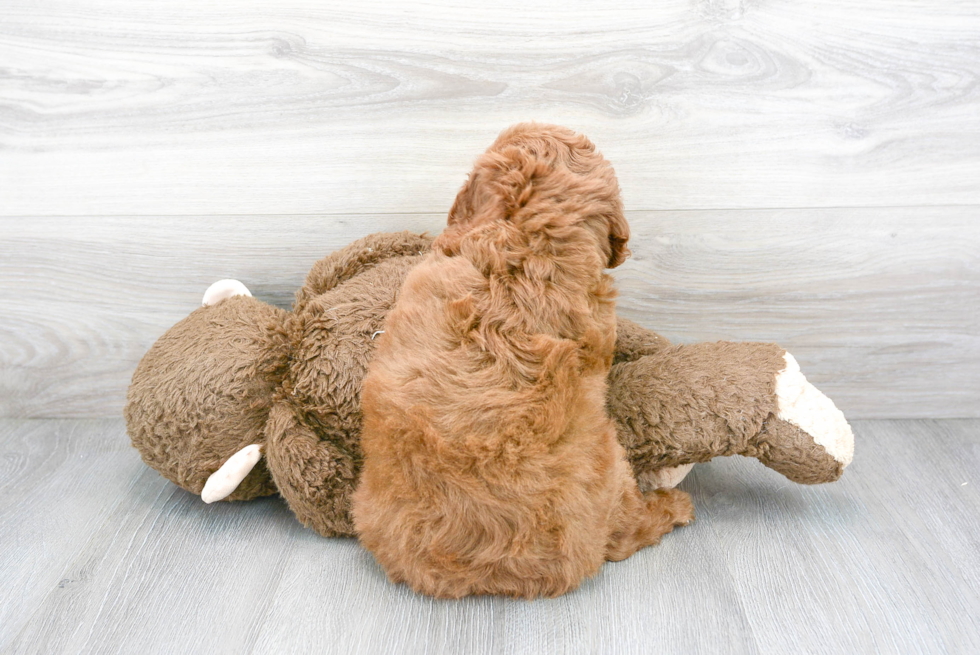 Mini Goldendoodle Pup Being Cute