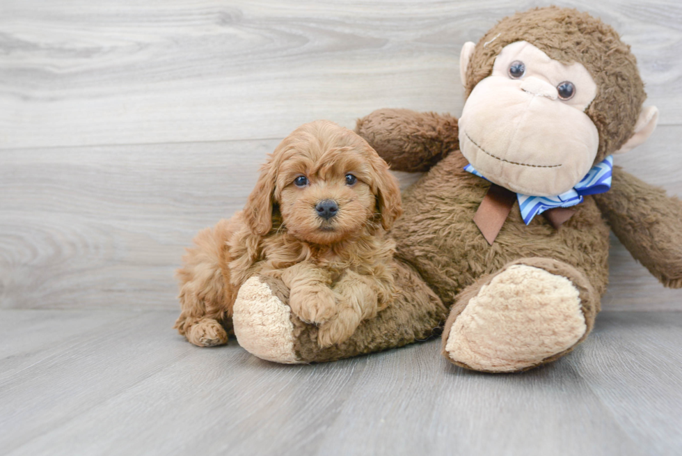 Funny Mini Goldendoodle Poodle Mix Pup