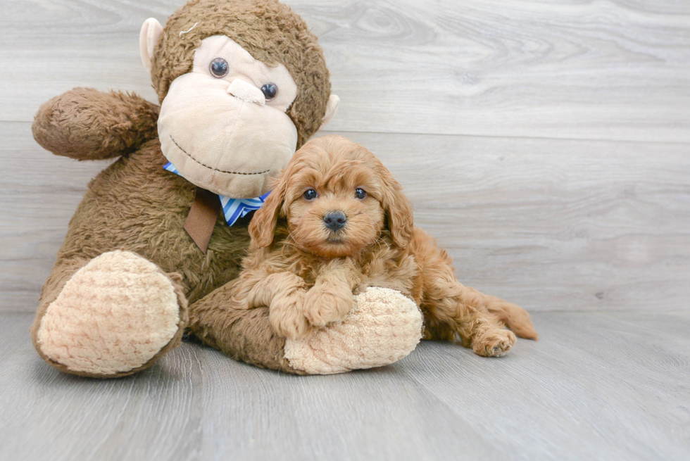 Mini Goldendoodle Pup Being Cute