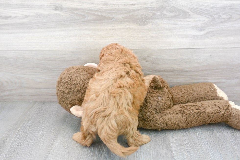 Best Mini Goldendoodle Baby