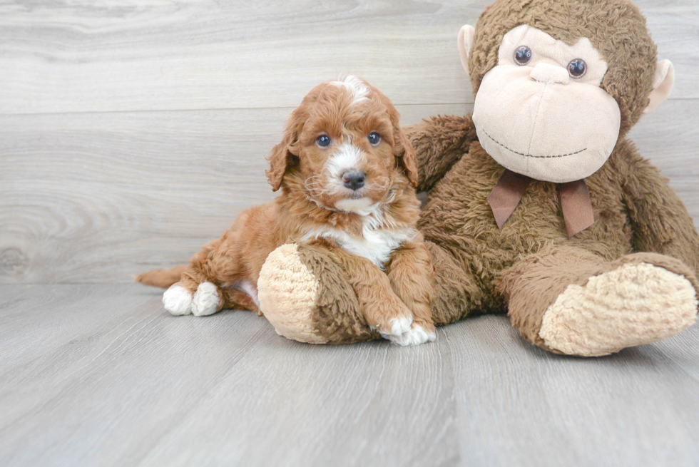 Cute Golden Retriever Poodle Mix Puppy