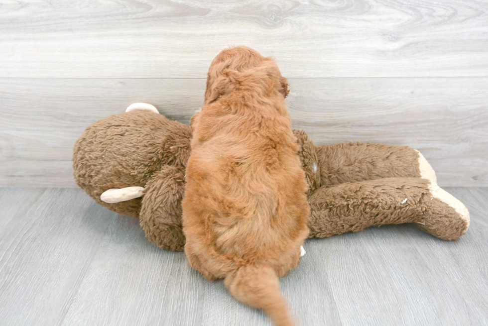 Mini Goldendoodle Pup Being Cute