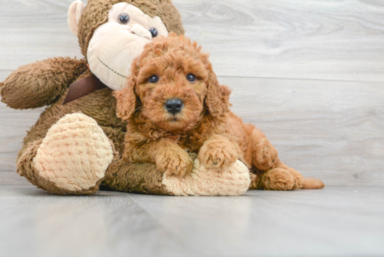 Energetic Golden Retriever Poodle Mix Puppy