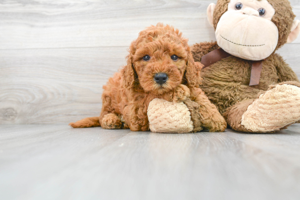 Playful Golden Retriever Poodle Mix Puppy