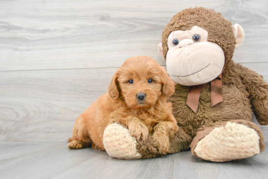 Friendly Mini Goldendoodle Baby