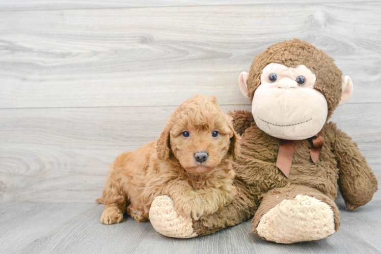 Fluffy Mini Goldendoodle Poodle Mix Pup