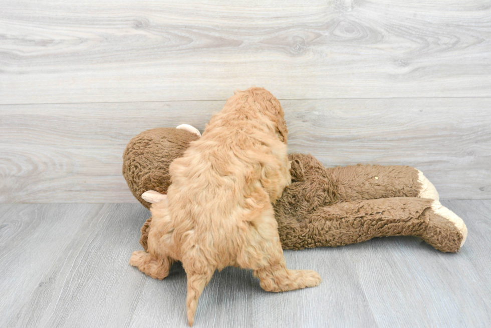 Adorable Golden Retriever Poodle Mix Puppy