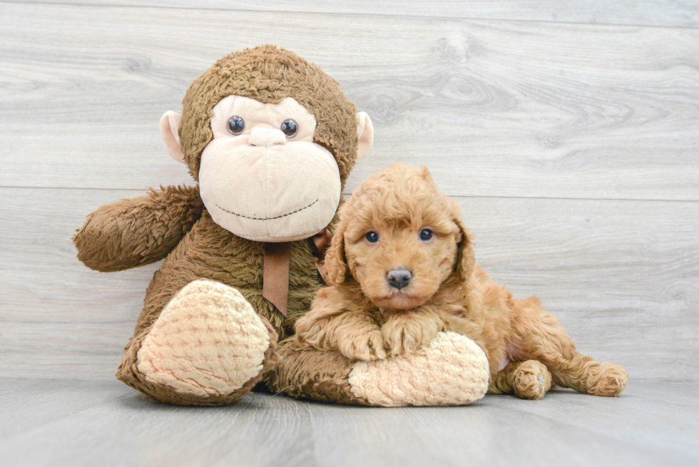 Fluffy Mini Goldendoodle Poodle Mix Pup