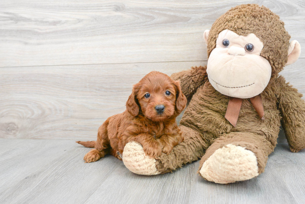 Best Mini Goldendoodle Baby