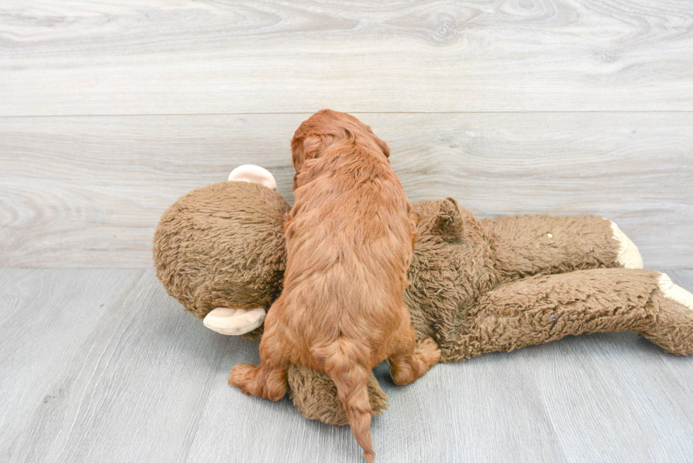 Hypoallergenic Golden Retriever Poodle Mix Puppy