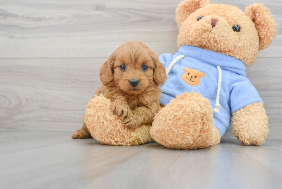 Best Mini Goldendoodle Baby