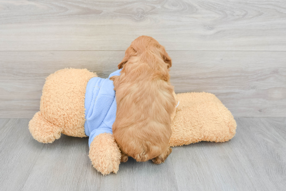 Adorable Golden Retriever Poodle Mix Puppy