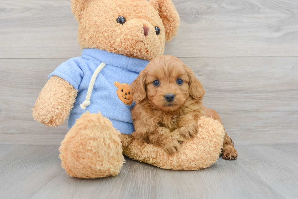 Mini Goldendoodle Pup Being Cute