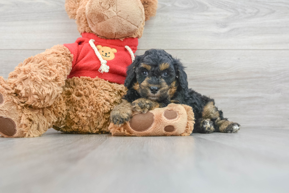 Mini Goldendoodle Puppy for Adoption