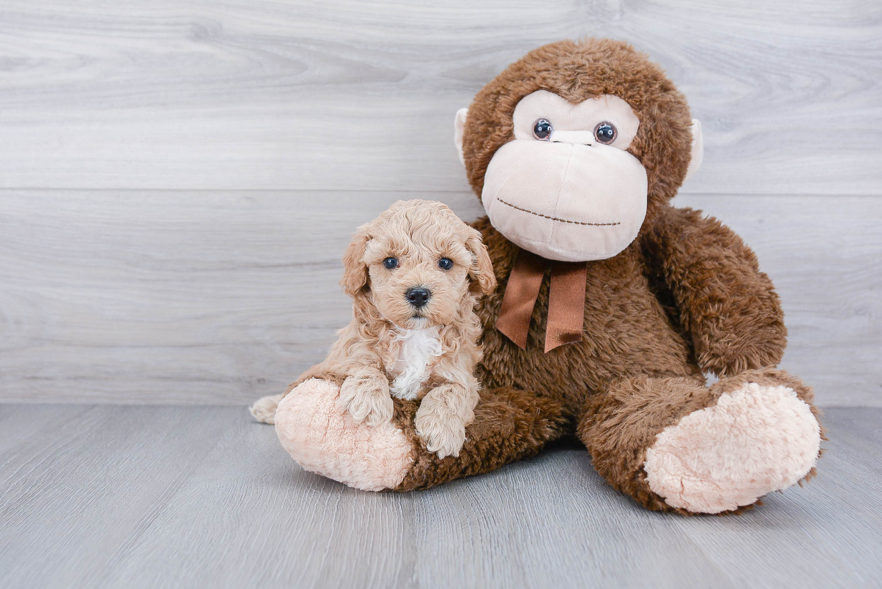 Best Mini Goldendoodle Baby