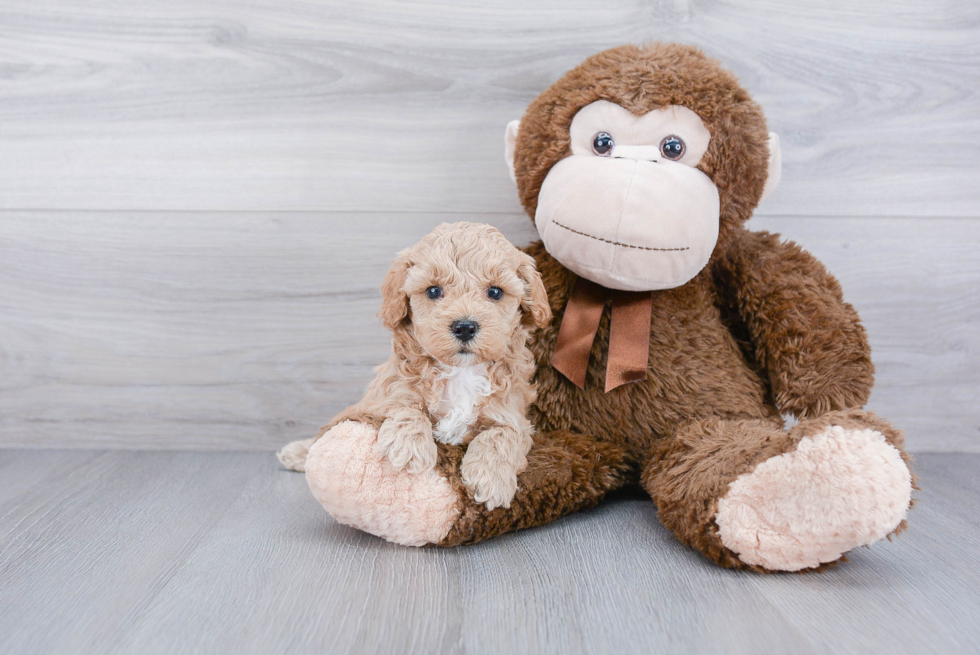 Best Mini Goldendoodle Baby