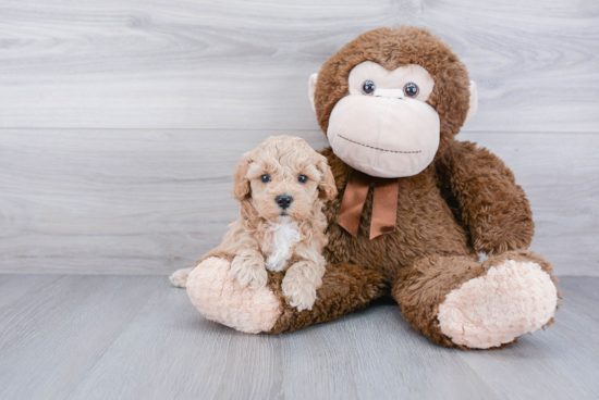 Best Mini Goldendoodle Baby