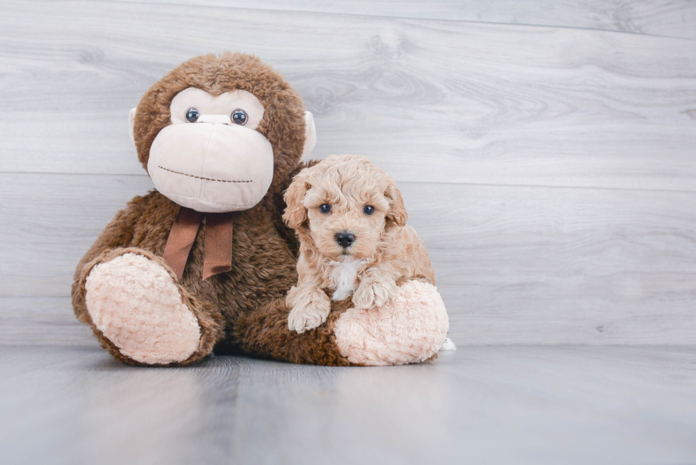 Mini Goldendoodle Puppy for Adoption