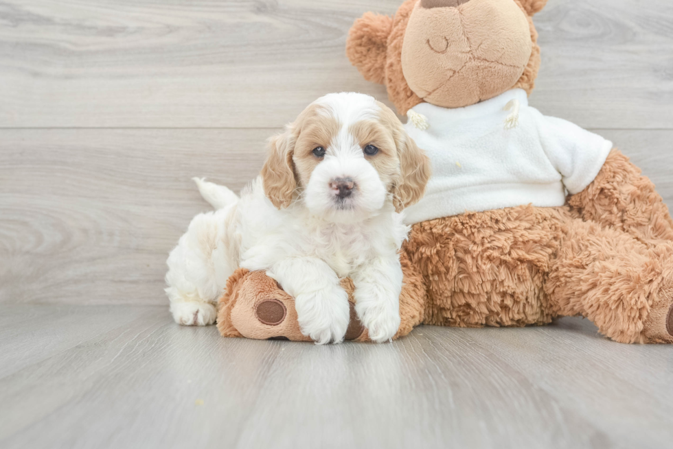 Sweet Mini Goldendoodle Baby
