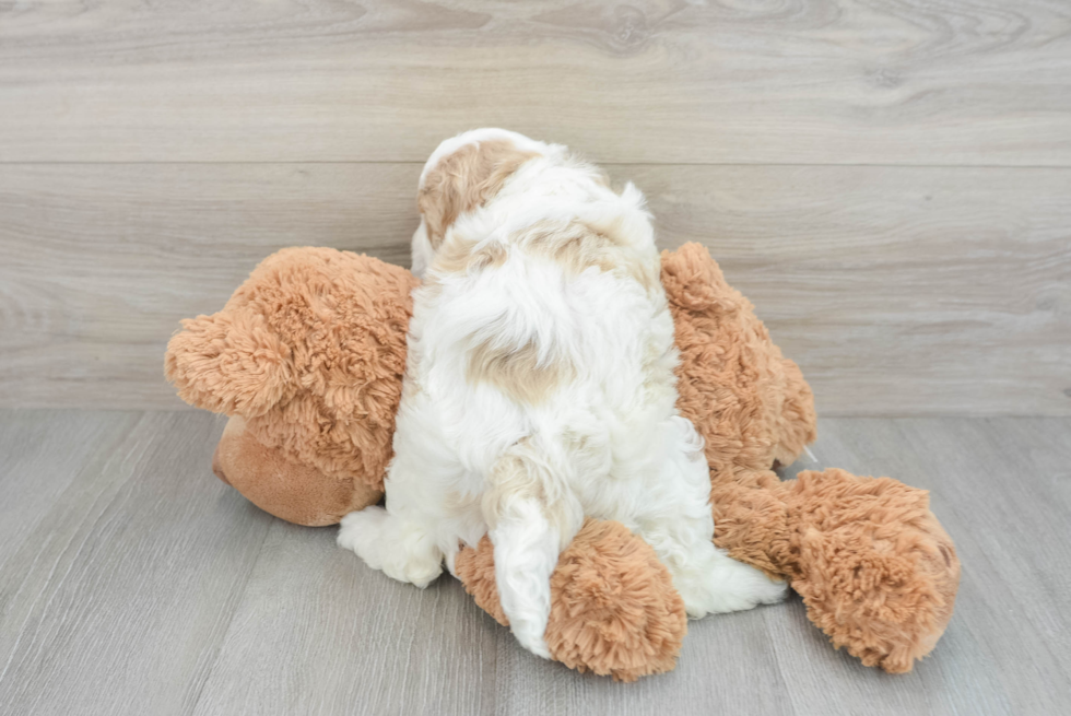 Best Mini Goldendoodle Baby