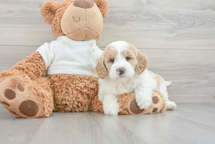Smart Mini Goldendoodle Poodle Mix Pup