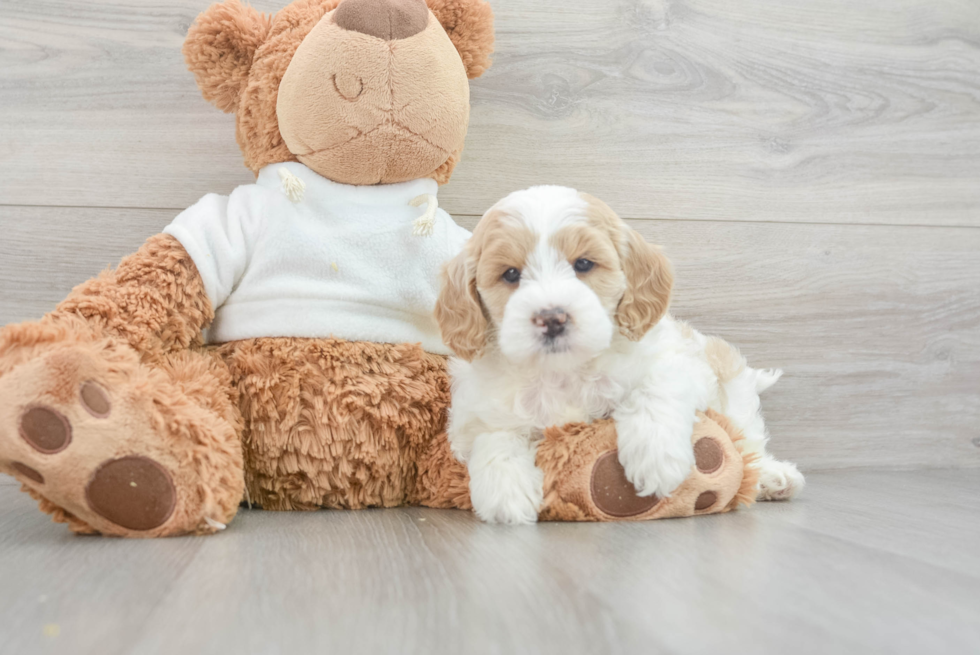 Smart Mini Goldendoodle Poodle Mix Pup
