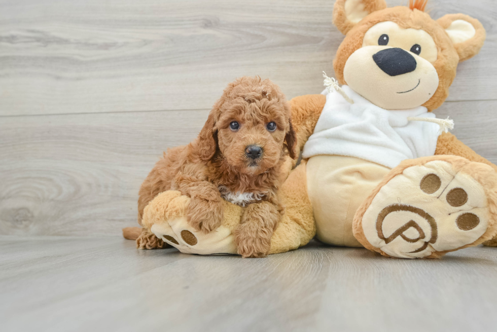 Mini Goldendoodle Pup Being Cute