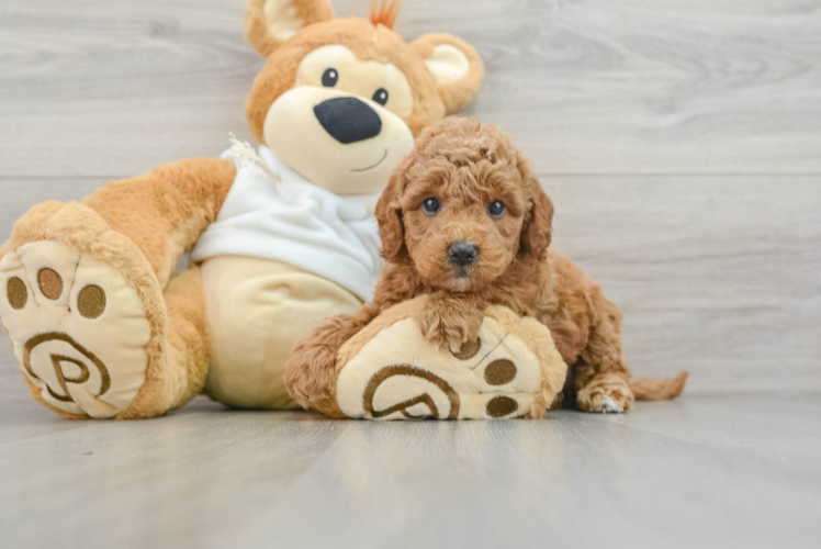 Best Mini Goldendoodle Baby