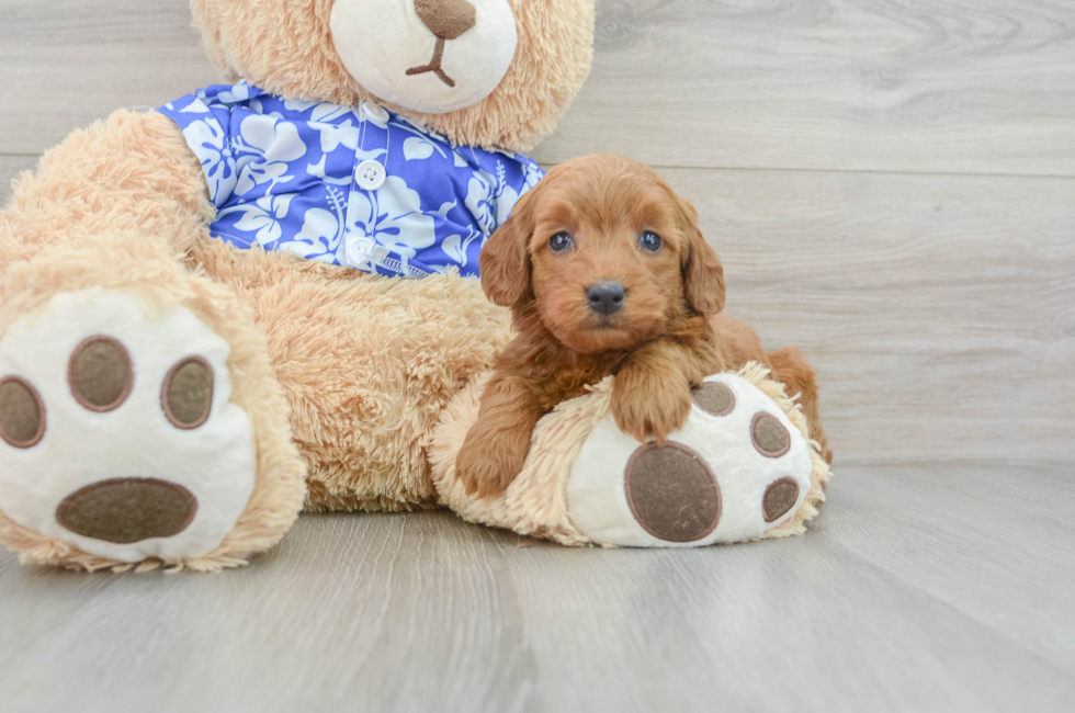 5 week old Mini Goldendoodle Puppy For Sale - Premier Pups