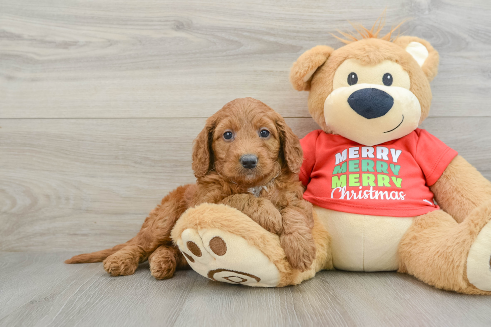 Playful Mini Groodle Poodle Mix Puppy