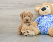 7 week old Mini Goldendoodle Puppy For Sale - Premier Pups