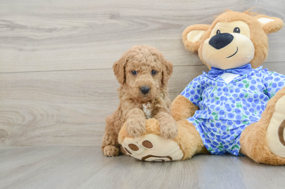 5 week old Mini Goldendoodle Puppy For Sale - Premier Pups