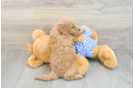 Mini Goldendoodle Pup Being Cute