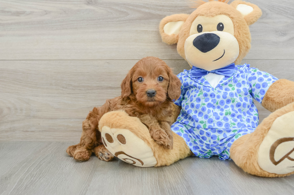 5 week old Mini Goldendoodle Puppy For Sale - Premier Pups