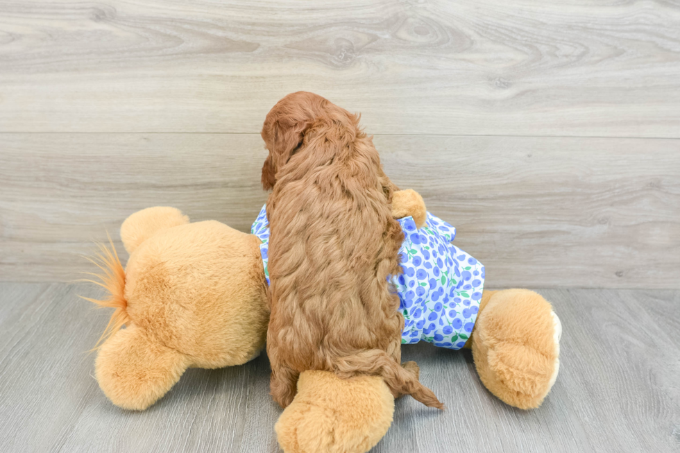 Adorable Golden Retriever Poodle Mix Poodle Mix Puppy