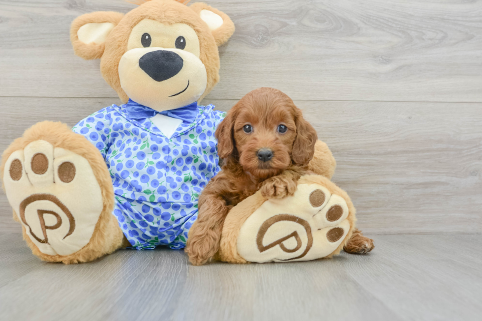 Popular Mini Goldendoodle Poodle Mix Pup