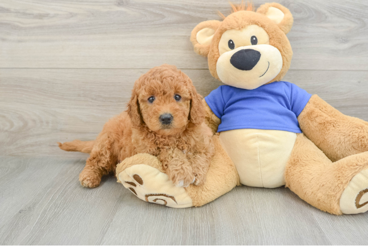 Best Mini Goldendoodle Baby