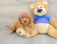 7 week old Mini Goldendoodle Puppy For Sale - Premier Pups