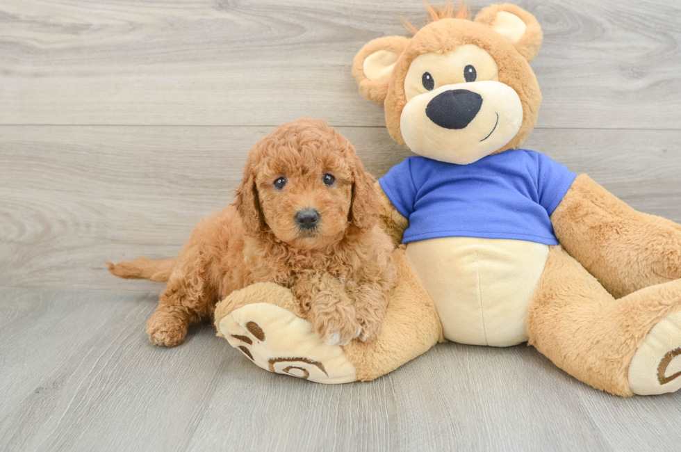 5 week old Mini Goldendoodle Puppy For Sale - Premier Pups