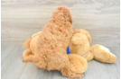 Hypoallergenic Mini Goldiepoo Poodle Mix Puppy