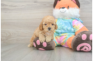 Friendly Mini Goldendoodle Baby