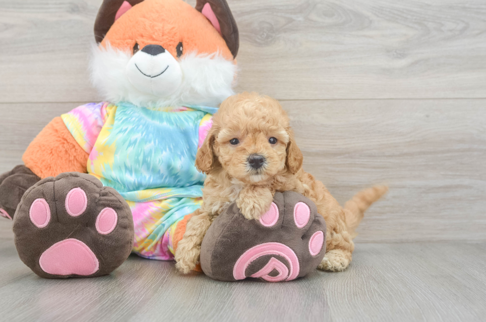 5 week old Mini Goldendoodle Puppy For Sale - Premier Pups