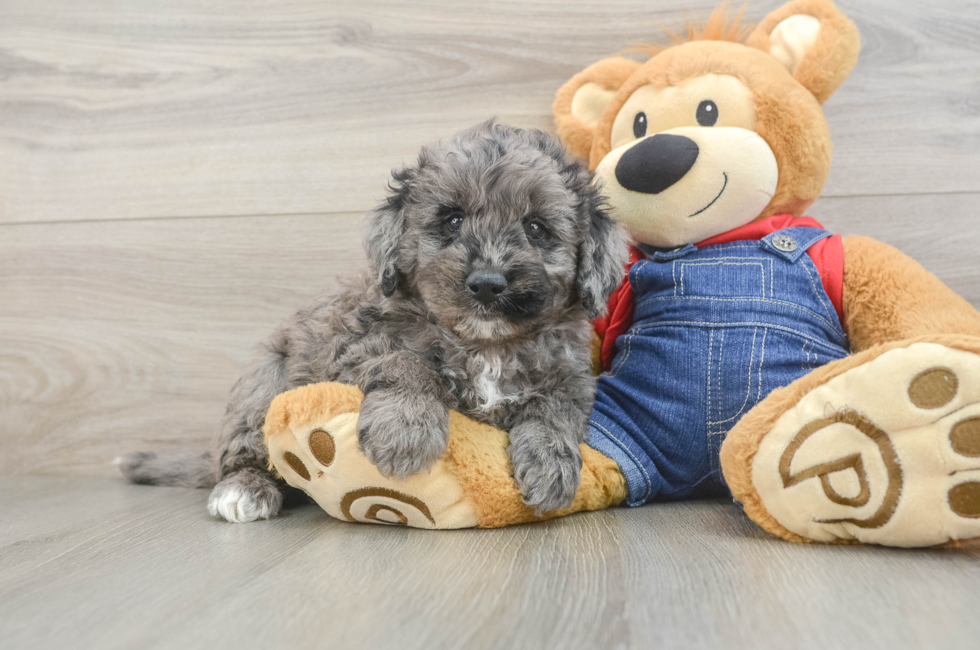 6 week old Mini Goldendoodle Puppy For Sale - Premier Pups